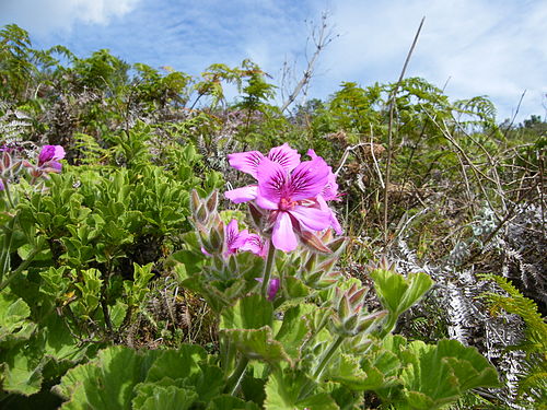 Pelargonium cucullatum